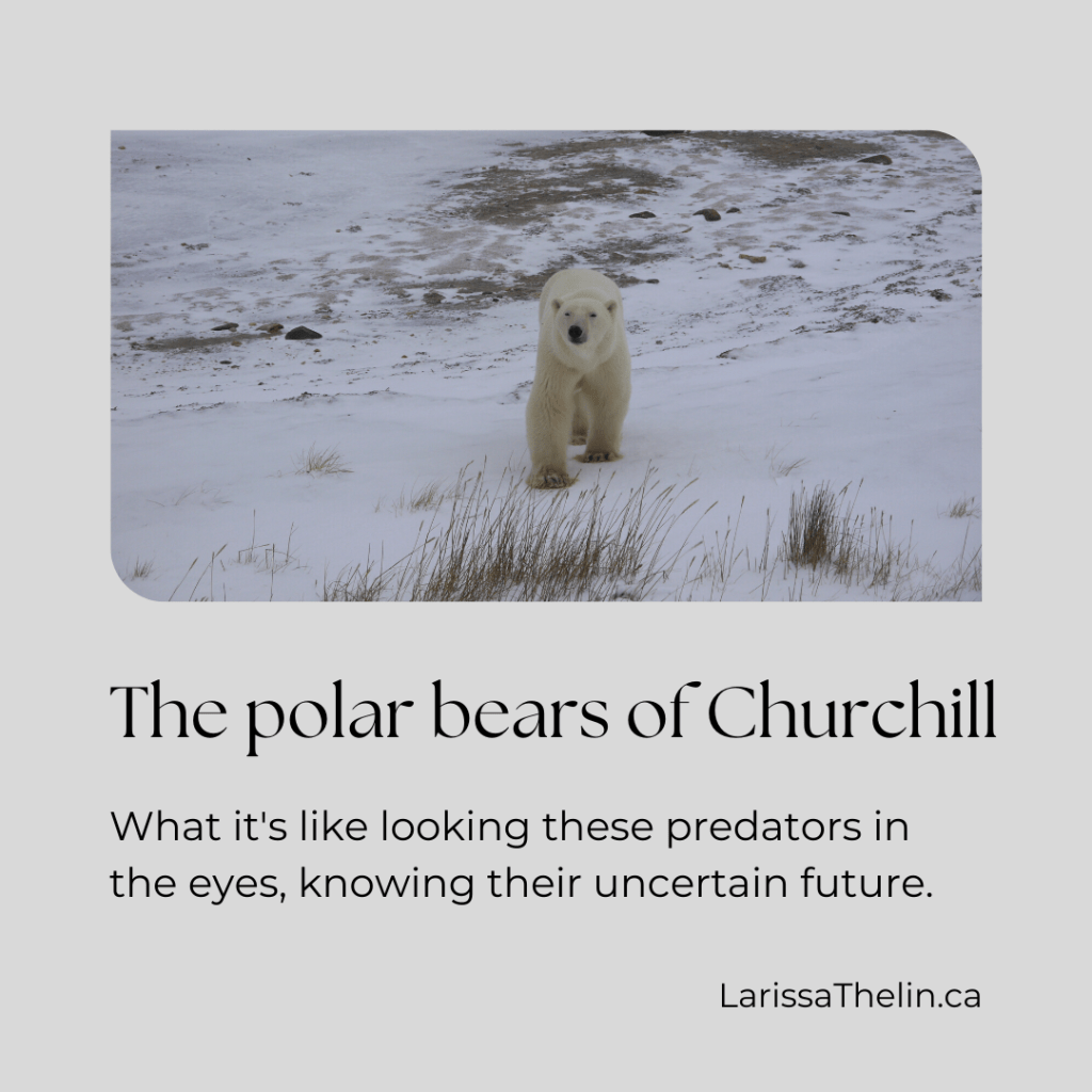 The polar bears of&nbsp;Churchill