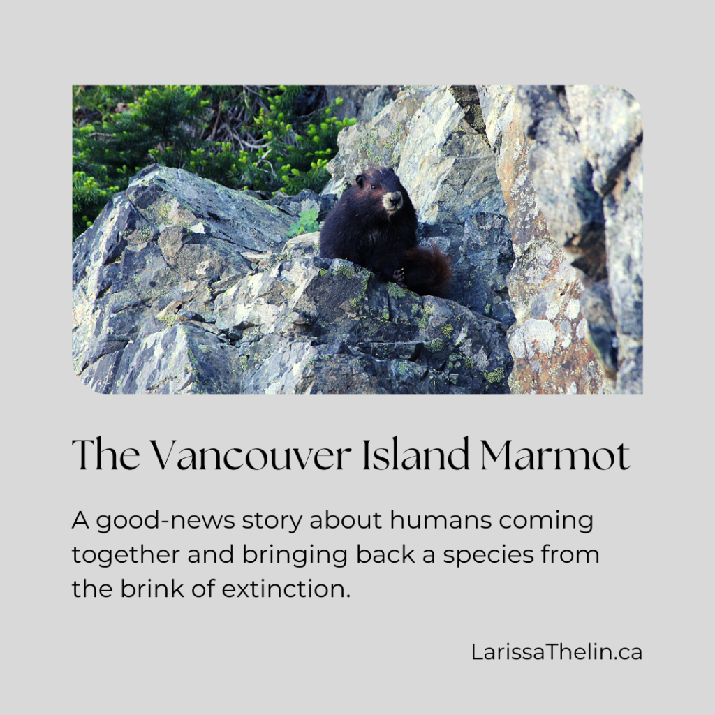 The Vancouver Island&nbsp;Marmot